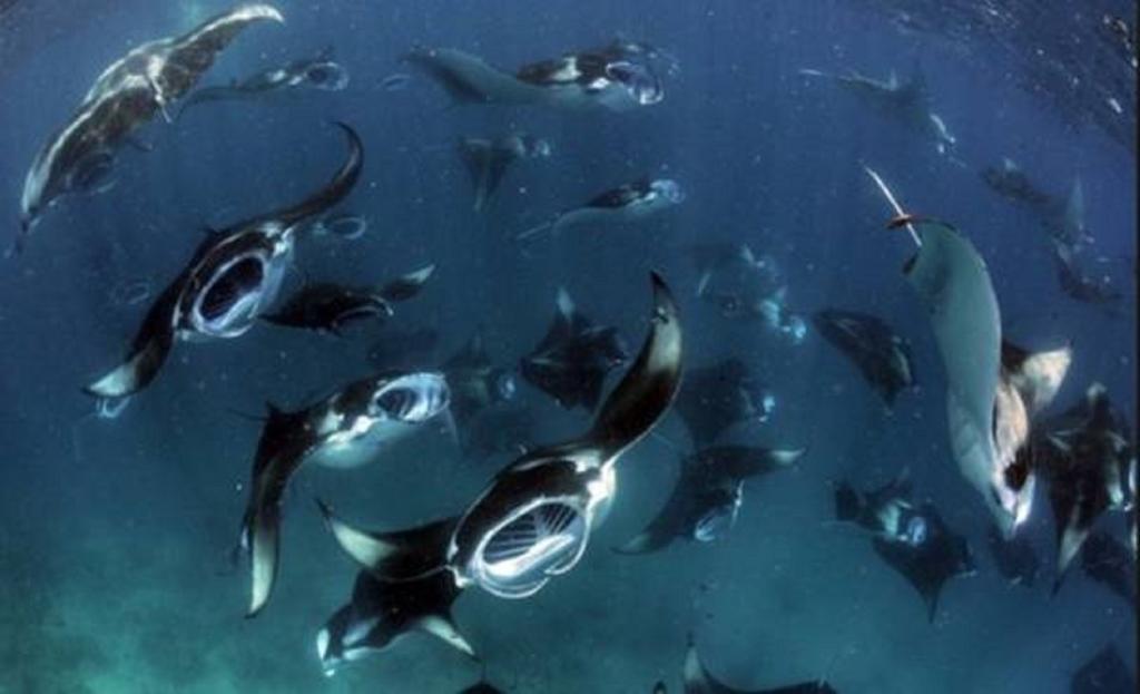 Hanifaru Stay Kendhoo Kültér fotó