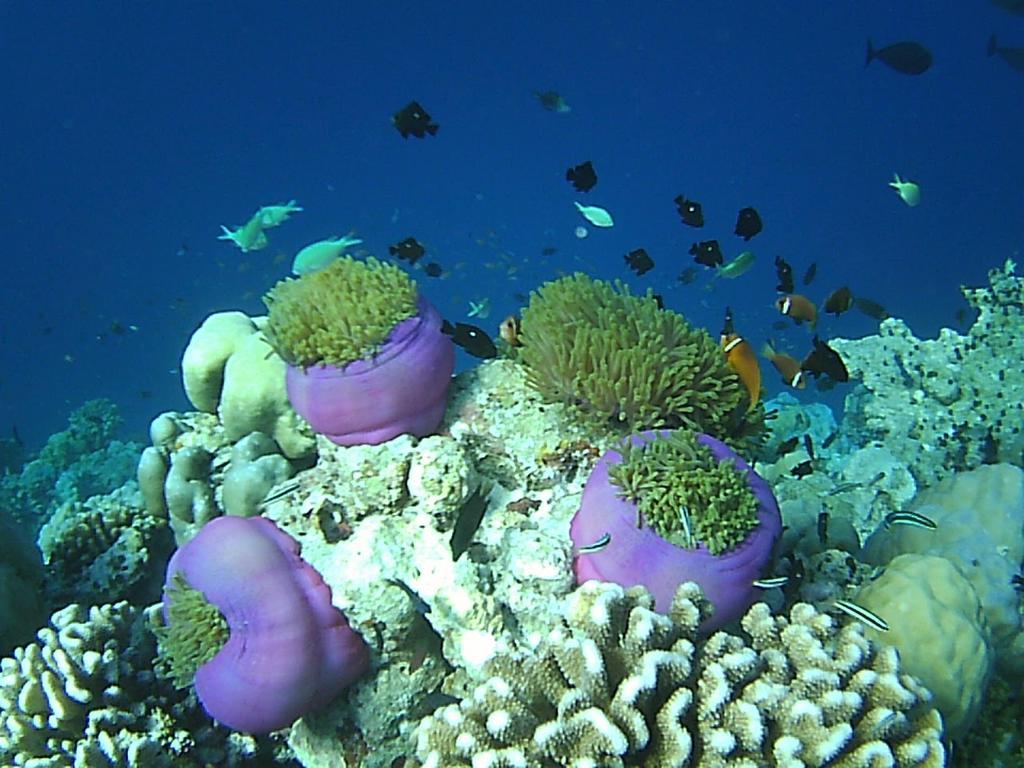 Hanifaru Stay Kendhoo Kültér fotó